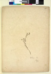 Página 257. Galium sp.